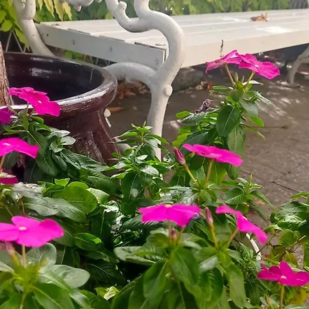 Happy Garden