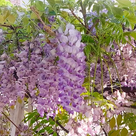Happy Garden Apartment Belgrade