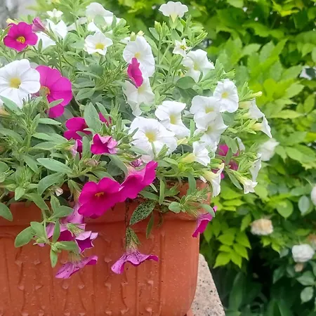 Happy Garden Apartment