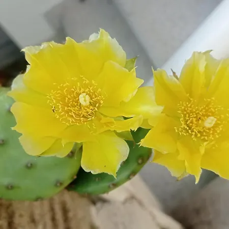Апартаменты Happy Garden